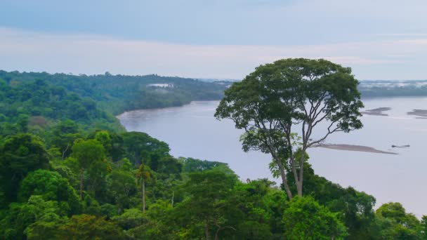 Hermoso Paisaje Selva Amazónica Parque Nacional Yasuní Ecuador Sudamérica Imágenes — Vídeo de stock