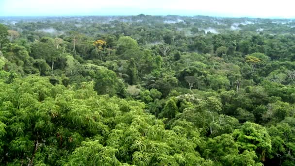 Amazon Yağmur Ormanlarının Güzel Manzarası Yasuni Ulusal Parkı Ekvador Güney — Stok video