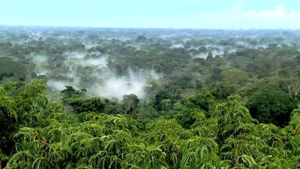 Hermoso Paisaje Selva Amazónica Parque Nacional Yasuní Ecuador Sudamérica Imágenes — Vídeo de stock