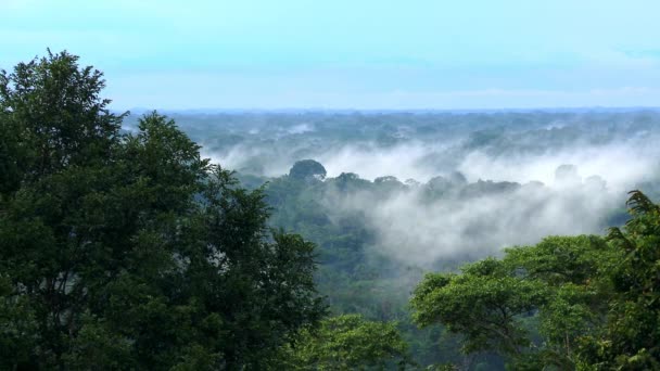 Hermoso Paisaje Selva Amazónica Parque Nacional Yasuní Ecuador Árboles Selva — Vídeo de stock