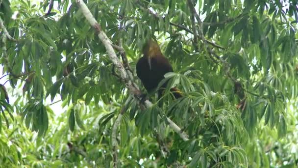 Primer Plano Del Ave Selva Amazónica Parque Nacional Yasuní Ecuador — Vídeo de stock