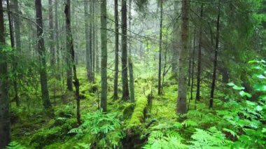 Eski, korunaklı bir kozalaklı orman. Sabahın erken saatlerinde orman, devrilmiş ağaçlar ve eğreltiotlarıyla. Avrupa doğası. 4k ProRes görüntüsü. 