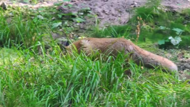 Ein Lahmer Verletzter Rotfuchs Spaziert Durch Den Wald Hochwertiges Filmmaterial — Stockvideo