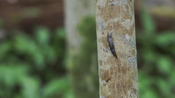 Zwartkopslak Krynickillus Melanocephalus Een Oud Beschermd Loofbos Een Invasieve Slak — Stockvideo