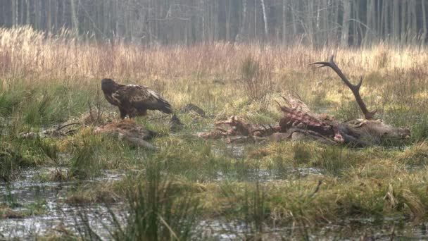 Golden Eagle Aquila Chrysaetos Eats Dead Deer Its Antlers Dead — Stock Video