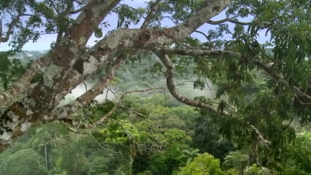 Gran Árbol Viejo Selva Amazónica Vista Pájaro Hermoso Paisaje Selva — Vídeos de Stock