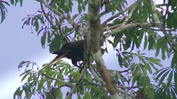 Närbild Fågeln Amazonas Regnskog Yasuni National Park Ecuador Sydamerika Prores — Stockvideo