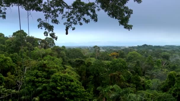 Hermoso Paisaje Selva Amazónica Parque Nacional Yasuní Ecuador Sudamérica Imágenes — Vídeos de Stock