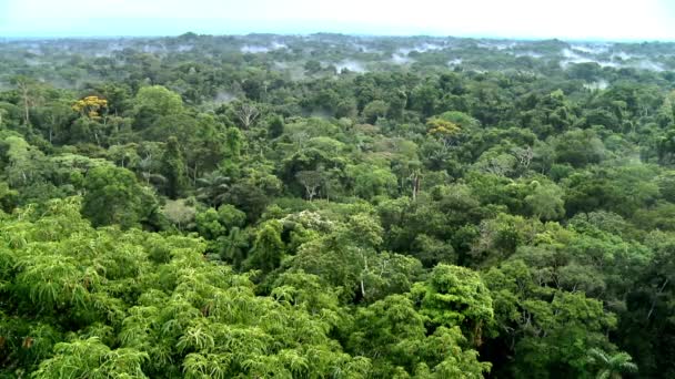 Όμορφο Τοπίο Του Τροπικού Δάσους Του Αμαζονίου Εθνικό Πάρκο Yasuni — Αρχείο Βίντεο