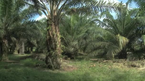 Ekvador Daki Yerel Bir Çiftçi Için Küçük Bir Palmiye Yağı — Stok video