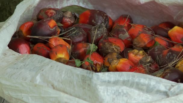 Eine Kleine Palmölplantage Für Einen Lokalen Bauern Ecuador Hochwertiges Fullhd — Stockvideo