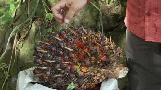 Невелика Плантація Пальмової Олії Місцевого Фермера Еквадорі Високоякісні Fullhd Кадри — стокове відео