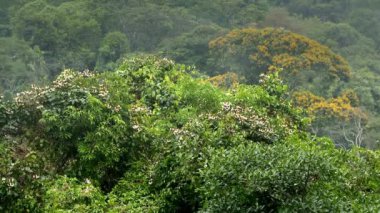 Amazon yağmur ormanlarının güzel manzarası, Yasuni Ulusal Parkı, Ekvador. Güney Amerika. Yüksek kaliteli FullHD görüntüler