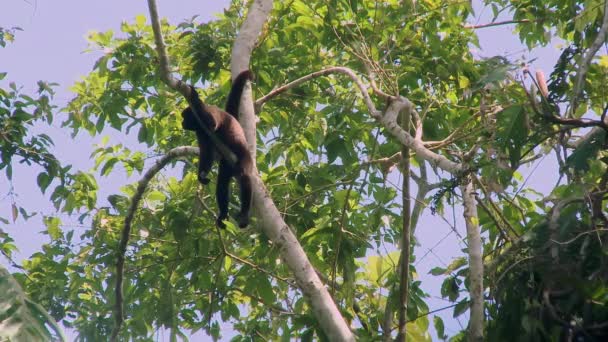 Μια Άγρια Μαλλιαρή Μαϊμού Lagothrix Αναπαύεται Ένα Κλαδί Στο Τροπικό — Αρχείο Βίντεο