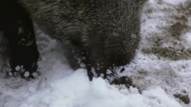 Karlı bir kışta bir yaban domuzu yiyecek arıyor. Kışın bir yaban domuzu kafasının yakın çekimi. Yüksek kalite 4k görüntü