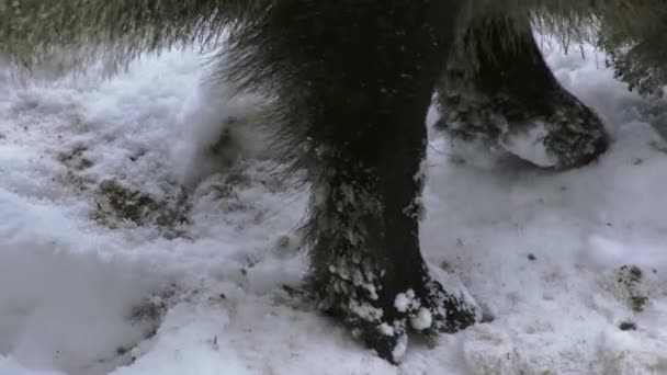 野生のボーイが雪の多い冬に食べ物を求めています 冬に野生のボイヤーの足を閉じる 高品質の4K映像 — ストック動画