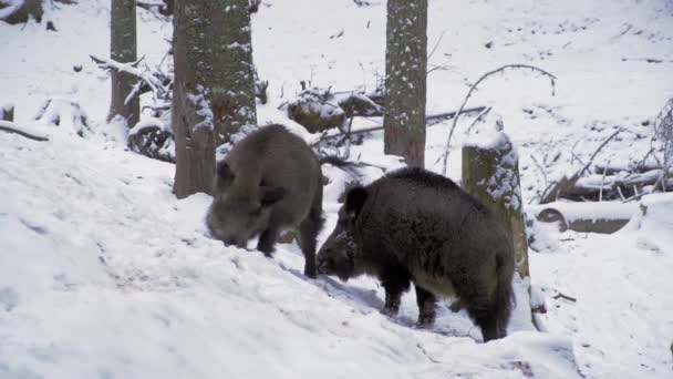Jabalíes Salvajes Sus Scrofa Invierno Buscando Comida Nieve Naturaleza Europea — Vídeo de stock