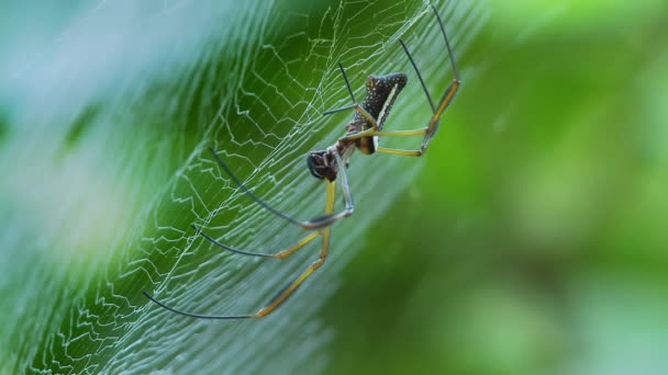 Una Araña Una Tela Arañas Selva Amazónica Ecuador Imágenes Fullhd — Vídeo de stock