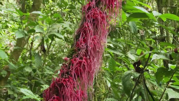 Κόκκινα Φυτά Λουλούδια Στο Τροπικό Δάσος Της Λεκάνης Του Αμαζονίου — Αρχείο Βίντεο