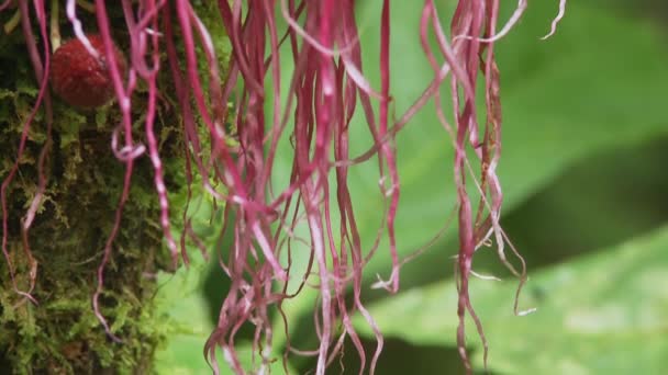 Ekvador Daki Amazon Havzasında Kırmızı Bitkiler Yağmur Ormanlarında Çiçekler — Stok video