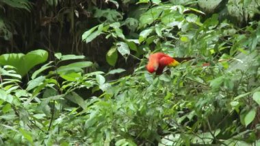 Papağan Scarlet Macaw bir ağaçta oturuyor ve Amazon yağmur ormanlarında, Yasuni Ulusal Parkı 'nda, Ekvador' da kil yalamada uçuyor. Yüksek kaliteli FullHD görüntüler