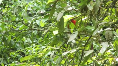 Papağan Scarlet Macaw bir ağaçta oturuyor ve Amazon yağmur ormanlarında, Yasuni Ulusal Parkı 'nda, Ekvador' da kil yalamada uçuyor. Yüksek kaliteli FullHD görüntüler