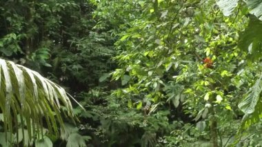 Papağan Scarlet Macaw bir ağaçta oturuyor ve Amazon yağmur ormanlarında, Yasuni Ulusal Parkı 'nda, Ekvador' da kil yalamada uçuyor. Yüksek kaliteli FullHD görüntüler