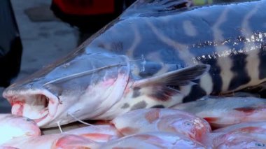 Tiger Shovelnose Catfish Pseudoplatystoma Fasciatum, Puerto Francisco de Orellana kasabasındaki Ekvador yerel pazarında, ayrıca El Coca olarak da bilinir. Yüksek kaliteli FullHD görüntüler