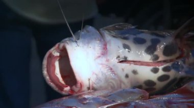 Tiger Shovelnose Catfish Pseudoplatystoma Fasciatum, Puerto Francisco de Orellana kasabasındaki Ekvador yerel pazarında, ayrıca El Coca olarak da bilinir. Yüksek kaliteli FullHD görüntüler