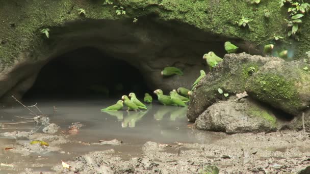 在厄瓜多尔亚苏尼国家公园的亚马逊热带雨林里 一群绿色的鹦鹉正在舔着黏土 鹦鹉喝水 优质Fullhd影片 — 图库视频影像