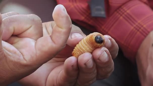 Palmworm Ecuadoraanse Lokale Markt Hoge Kwaliteit Fullhd Beeldmateriaal — Stockvideo