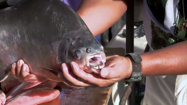 푸에르토 프란시스코 오렐라나의 마을에있는 에콰도르 시장에서 물고기 일컬어 고품질 Fullhd — 비디오