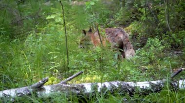 Kızıl tilki, Vulpes vulpes ormanda avlanan bir fareyi yer. Yüksek kalite 4k görüntü