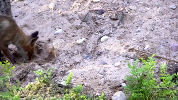 Κόκκινη Αλεπού Vulpes Vulpes Περπατά Μέσα Στο Δάσος Ψάχνει Για — Αρχείο Βίντεο