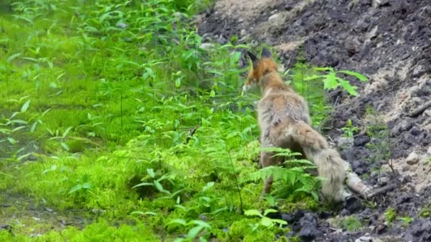 Κόκκινη Αλεπού Περπατά Μέσα Στο Δάσος Υψηλής Ποιότητας Πλάνα — Αρχείο Βίντεο