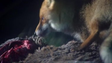 Vahşi bir kızıl tilki, vulpes vulpes, ölü bir geyik yer ve etrafa bakar. Geceleri vahşi bir hayvan. Bir belgesel için film çekiyorum. Yüksek kalite 4k görüntü
