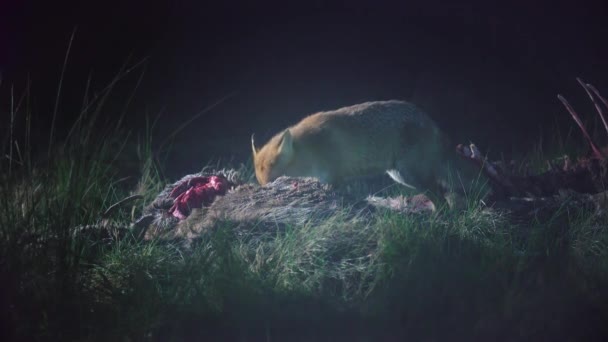 野生の赤い狐 バルペスは 死んだ鹿を食べて周りを見回しています 夜の野生動物 ドキュメンタリーの撮影 高品質の4K映像 — ストック動画