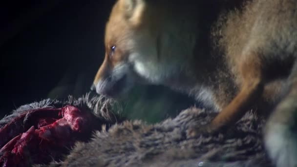 Una Volpe Rossa Selvatica Avvoltoi Mangia Cervo Morto Guarda Intorno — Video Stock