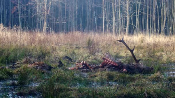 死了的红鹿 与鹿角 Cervus Elaphus 被狼杀死 Canis Lupus 死亡的公鹿躺在草地上 欧洲性质 — 图库视频影像