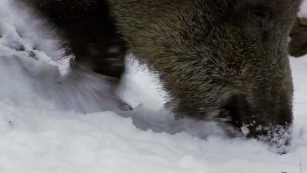 Cinghiale Alla Ricerca Cibo Inverno Nevoso Primo Piano Una Testa — Video Stock