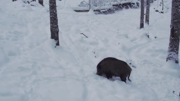 Divočák Hledá Potravu Zasněžené Zimě Vysoce Kvalitní Záběry — Stock video
