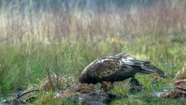 Vulturul Coadă Albă Haliaeetus Albicilla Mănâncă Cerb Mort — Videoclip de stoc