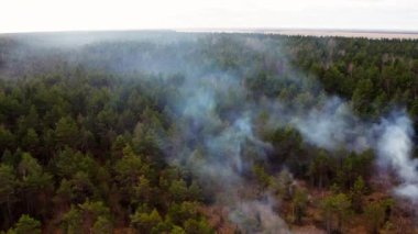 Hava görüntüsü. Orman yangını. Kalın duman ağaçların üzerinden yükseliyor. Çalıları yakarak korunan doğal alanların yönetimi. Çam ağaçlarıyla kaplı bir bataklık. 4K, ProRes videosu. Yüksek kalite 4k görüntü