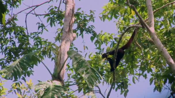 Divoká Vlněná Opice Lagothrix Odpočívající Větvi Amazonském Deštném Pralese Ekvádoru — Stock video