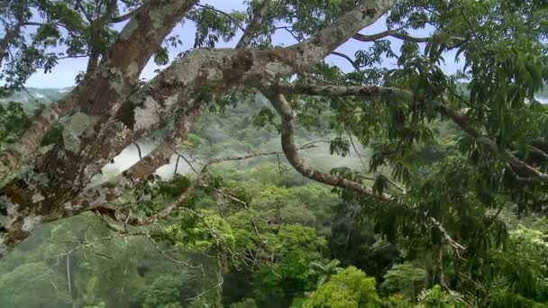 Gran Árbol Viejo Selva Amazónica Vista Pájaro Hermoso Paisaje Selva — Vídeo de stock