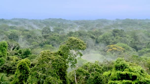 Bela Paisagem Floresta Amazônica Parque Nacional Yasuni Equador América Sul — Vídeo de Stock