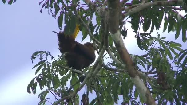 Primo Piano Dell Uccello Nella Foresta Amazzonica Parco Nazionale Yasuni — Video Stock