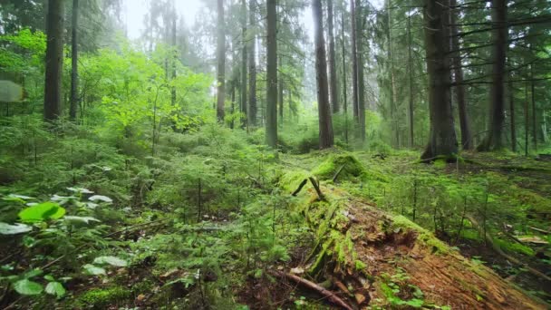 Ένα Παλιό Προστατευμένο Κωνοφόρο Δάσος Δάσος Νωρίς Πρωί Πεσμένα Δέντρα — Αρχείο Βίντεο