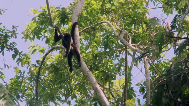Μια Άγρια Μαλλιαρή Μαϊμού Lagothrix Αναπαύεται Ένα Κλαδί Στο Τροπικό — Αρχείο Βίντεο