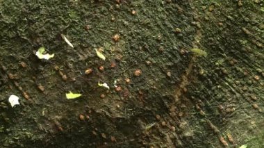 Birçok karınca ölü ağaçta yürüyor. Yaprak kesen karıncalar ormandaki yaprakları yağmur ormanlarındaki yuvalarına taşırlar. Yüksek kaliteli FullHD görüntüler